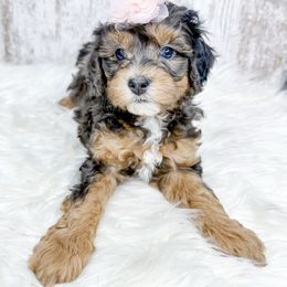 Bernedoodle, Cockapoo, and Goldendoodle Puppies from Danie’s Darling Doodles LLC