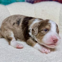 Frankie - male Australian Mountain Doodle puppy in Blue Springs, Missouri from Jeanie’s Doodles