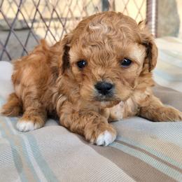 Timmy - Red male Cavapoo puppy in Blackfoot, Idaho from Rocky Desert Goldens and Cavaliers