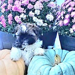 Lucky Boy OFA DNA - Gold and white male Shih Tzu puppy in Troutville, Virginia from BRIAR HOUSE of Mountain Pass