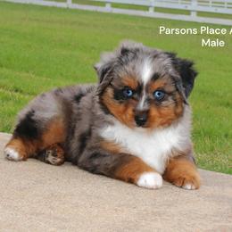 Boy 2 - Blue merle male Toy Australian Shepherd puppy in Chandler, Oklahoma from Parsons Place Aussies
