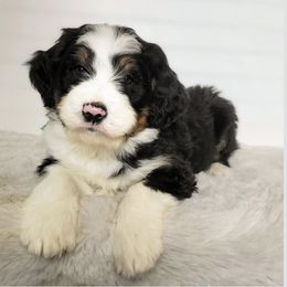 Bernedoodle, Goldendoodle, Poodle, and Sheepadoodle Puppies from Kerr Kanine Ranch
