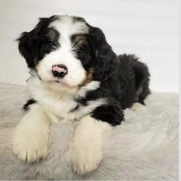 Bernedoodle, Goldendoodle, Poodle, and Sheepadoodle Puppies from Kerr Kanine Ranch