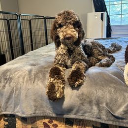 Felix - Goldendoodle