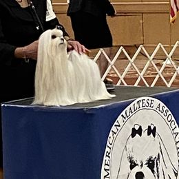 Cassidy - Maltese
