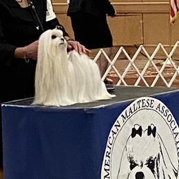 Cassidy - Maltese