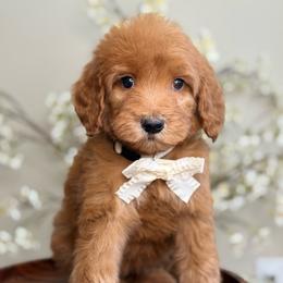Pearl - Apricot female Goldendoodle puppy in Yuciapa, California from AlltheDoodlez_
