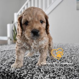 Cockapoo Puppies from Chesley Hill Cockapoos