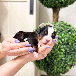 Catalina - Tri-color female Bernedoodle puppy in West Haven, Utah from Split Mountain Doodles