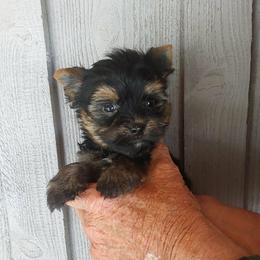 Boy 2 - Black and gold male Yorkshire Terrier puppy in Jamestown, Tennessee from Green Ridge