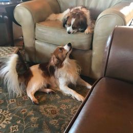 Irish Water Spaniel and Nederlandse Kooikerhondje All Grown Up from Madcap