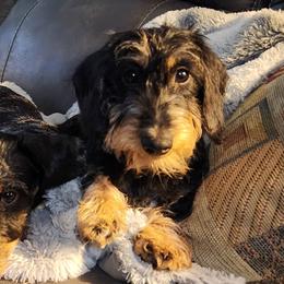 Ellie Mae - Dachshund