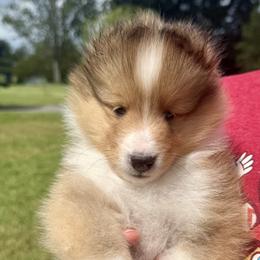 Girl 1 - Sable and white female Shetland Sheepdog puppy in Catawba, North Carolina from Candescent Shetland Sheepdogs