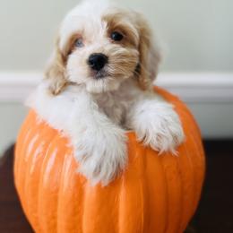 Cockapoo and Goldendoodle Puppies from Bright and Beautiful Cockapoos and Doodles