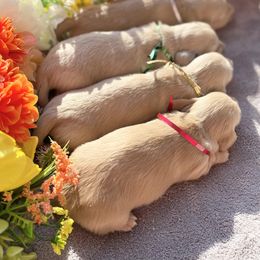 Dachshund Puppies from Dackel Land Dachshunds