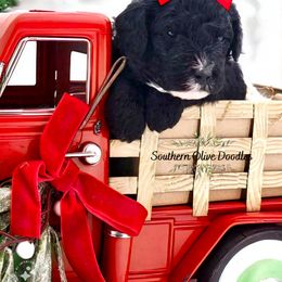 Goldendoodle Puppies from Southern Olive Doodles 🫒