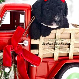 Goldendoodle Puppies from Southern Olive Doodles 🫒