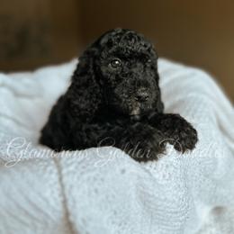 Goldendoodle Puppies from Glamorous Golden Doodles
