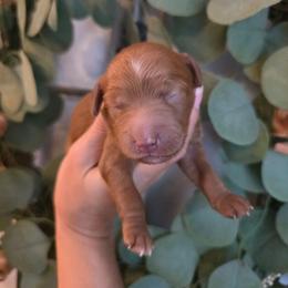 No Collar - Red  male Goldendoodle puppy in Somerville, Alabama from Southern Enchanted Doodles