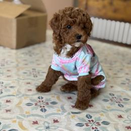 Cavapoo, Goldendoodle, Maltipoo, and Poodle Puppies from Precious Paws Ranch