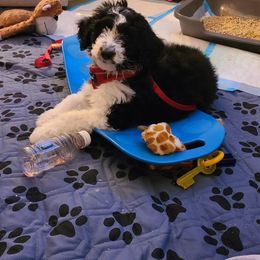 Goldendoodle, Golden Retriever, and Sheepadoodle Puppies from Guppy Puppies