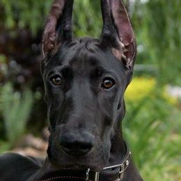 Great Danes from RyVa Danes