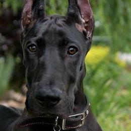 Great Danes from RyVa Danes