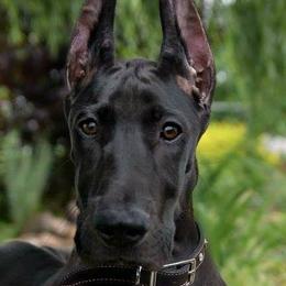 Great Danes from RyVa Danes