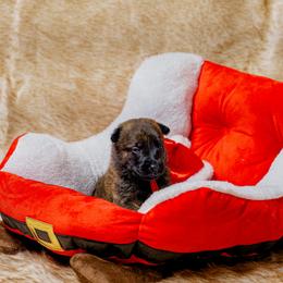 Red - Black brindle male Dutch Shepherd puppy in Auburn, Georgia from Faberge Hollandse Herdershond