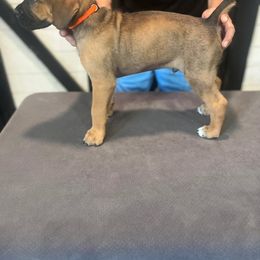 Orange Collar Boy - Fawn male Cane Corso puppy in Beaver Crossing, Nebraska from Blue River Cane Corso