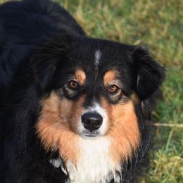Vogue - Miniature Australian Shepherd
