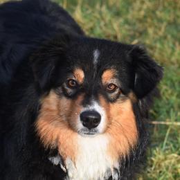 Vogue - Miniature Australian Shepherd