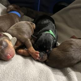 Miniature Pinscher Puppies from LA MINI PINS