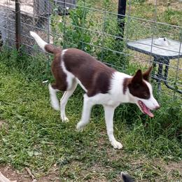 Tinker - 2028 Pending health screening - Border Collie