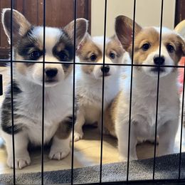American Corgi and Pembroke Welsh Corgi Puppies from Folly Acres Corgis