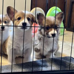 American Corgi and Pembroke Welsh Corgi Puppies from Folly Acres Corgis