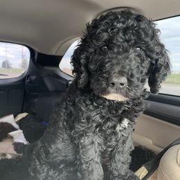 Bernedoodles and Poodles from Sweet Tea Kennels
