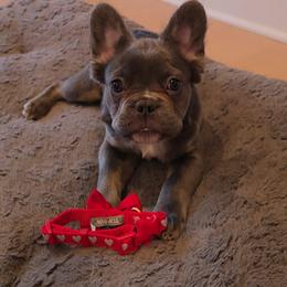 River- Little Boy with lots of energy but loves to come and give loves - Blue male French Bulldog puppy in Raymore, Missouri from Michelle's French Bulldogs
