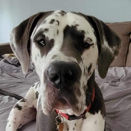 Smokey - Great Dane