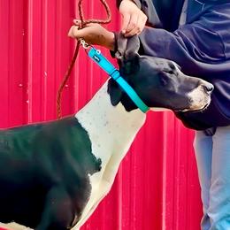 Roxy - Great Dane