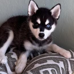 Stella - Black and white female Alaskan Klee Kai puppy in Winthrop, Minnesota from Kayobi Shibas