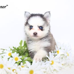 Honor - Gray and white female Pomsky puppy in Murfreesboro, Tennessee from Middle Tennessee Pomskies