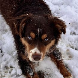 Ahwi - Miniature Australian Shepherd