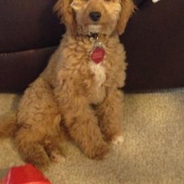 Bernedoodle, Goldendoodle, and Labradoodle Puppies from Apple Creek Doodles