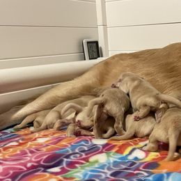 Golden Retriever Puppies from Clew Bay Golden Retrievers