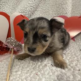 Bell - Blue merle female Toy Australian Shepherd puppy in Morganfield, Kentucky from 4T Toy and Mini Australian Shepherds