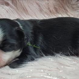 Cooper - Black tri male Miniature Australian Shepherd puppy in Deer Park, Washington from Rodeo Aussies