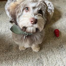 Australian Labradoodle, Cavapoo, and Cockapoo Puppies from Faith, Hope, and Doodles