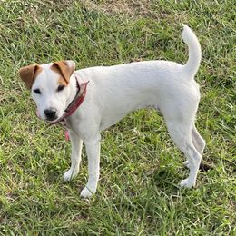Matey - Jack Russell Terrier