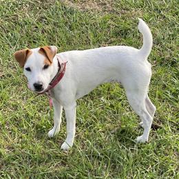 Matey - Jack Russell Terrier